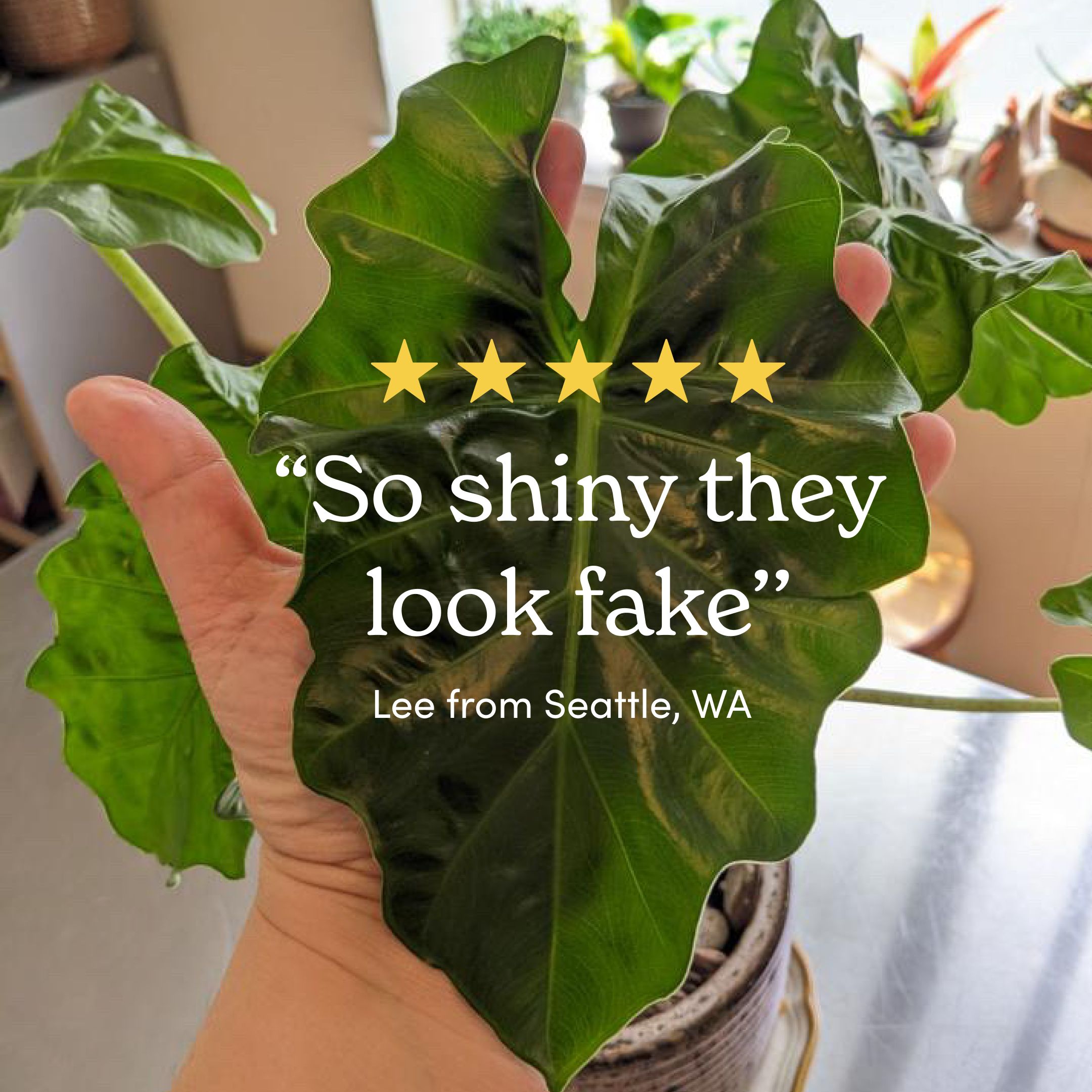 So shiny testimonial