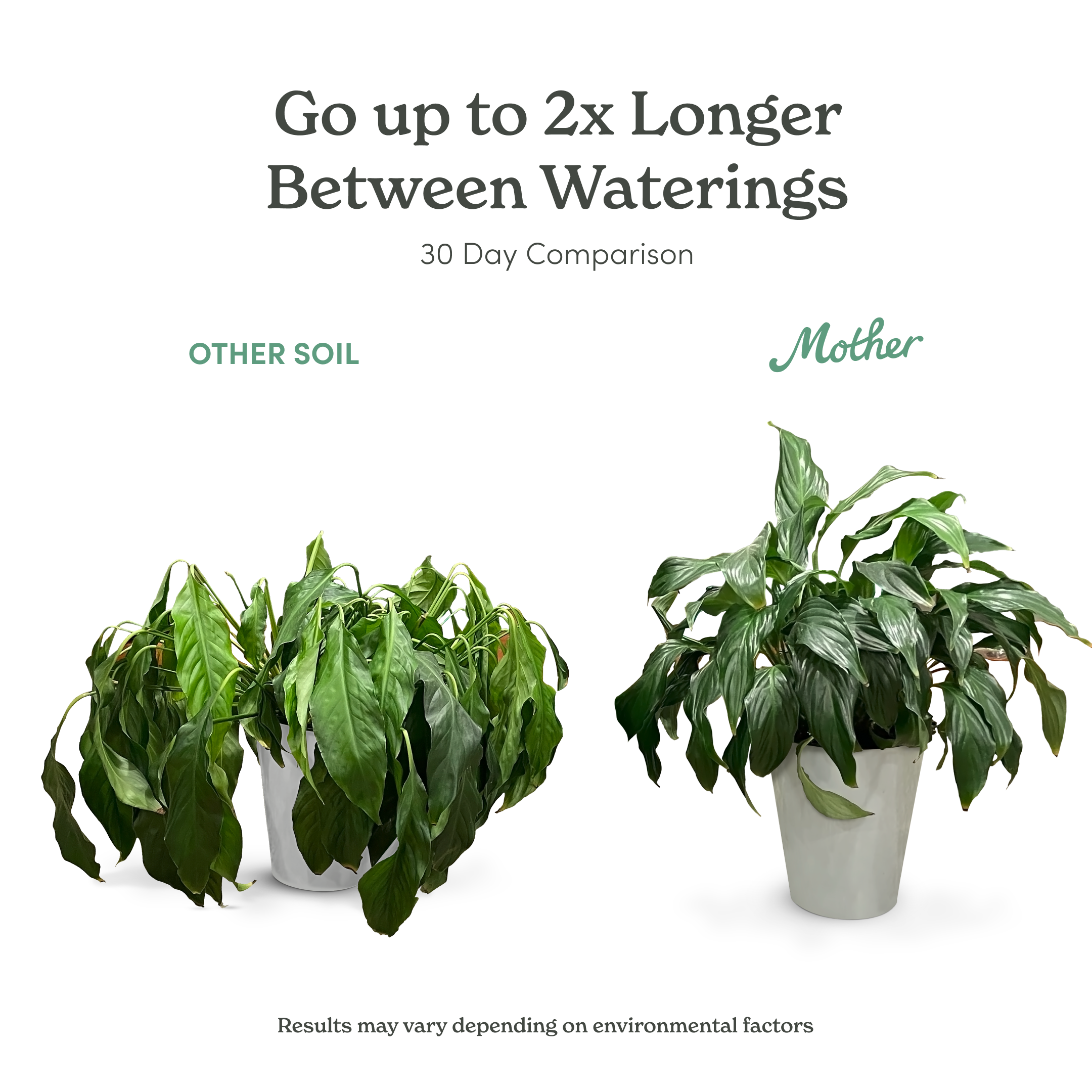 Peace lily comparison
