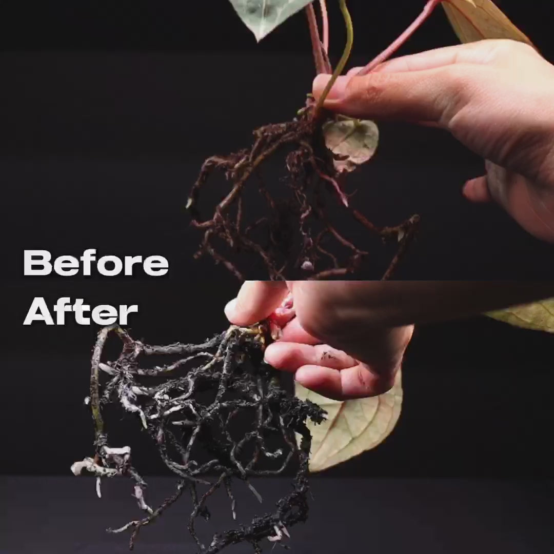 Before after roots