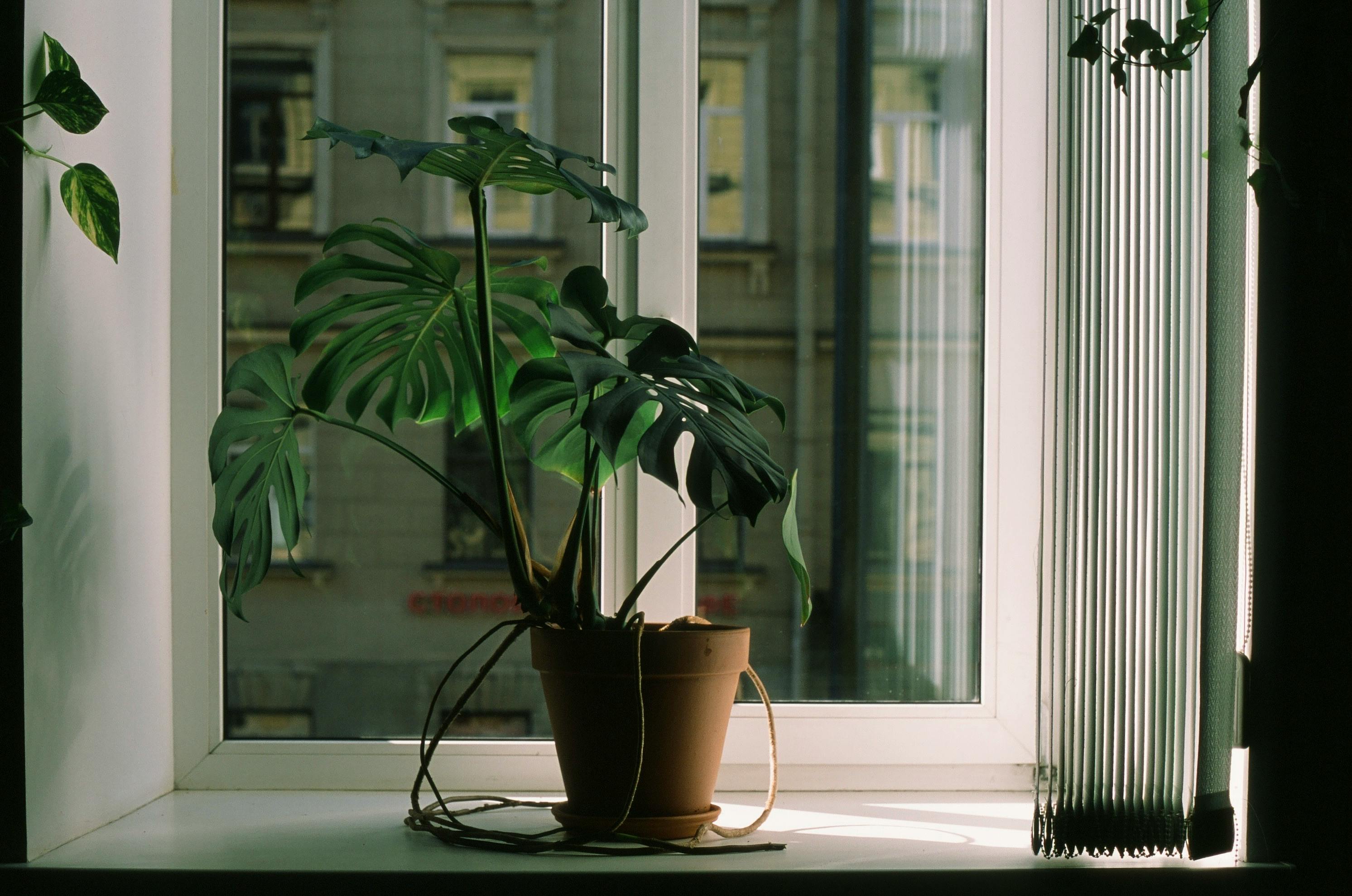 Pest Control 101! Identifying, Managing and Treating Pests in your Houseplants