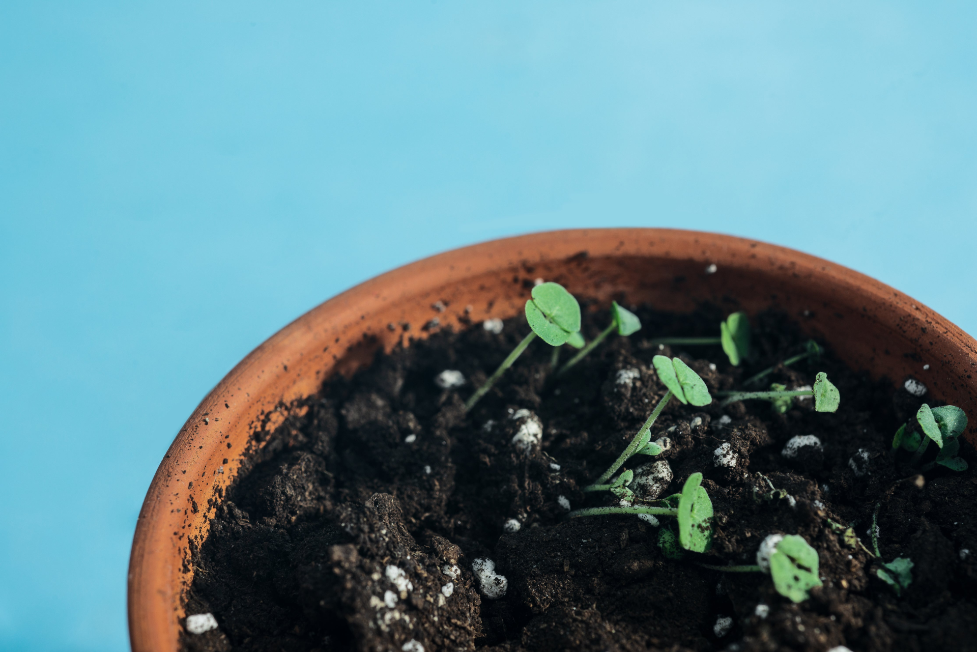 On Neutral Ground: The Hidden Science Behind Soil pH