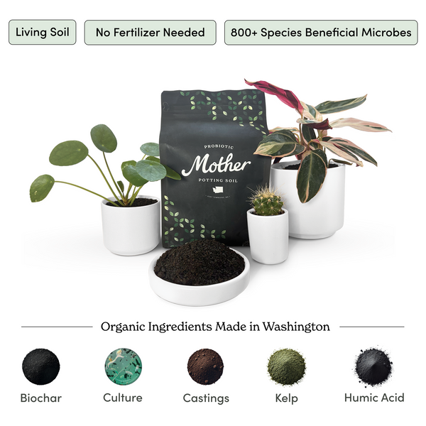 soil for indoor plants b&q Mother Potting Soil
