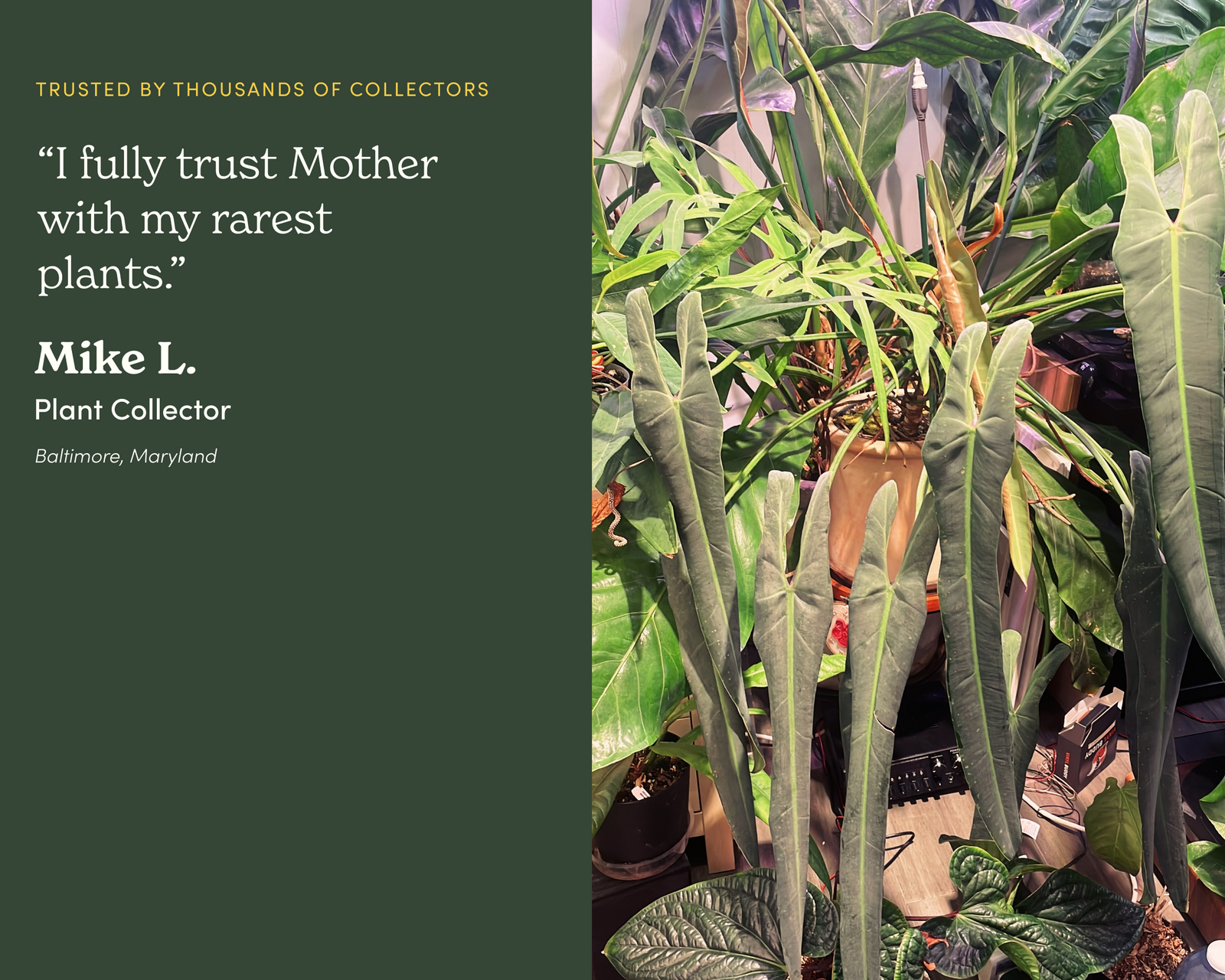 Mother Soil