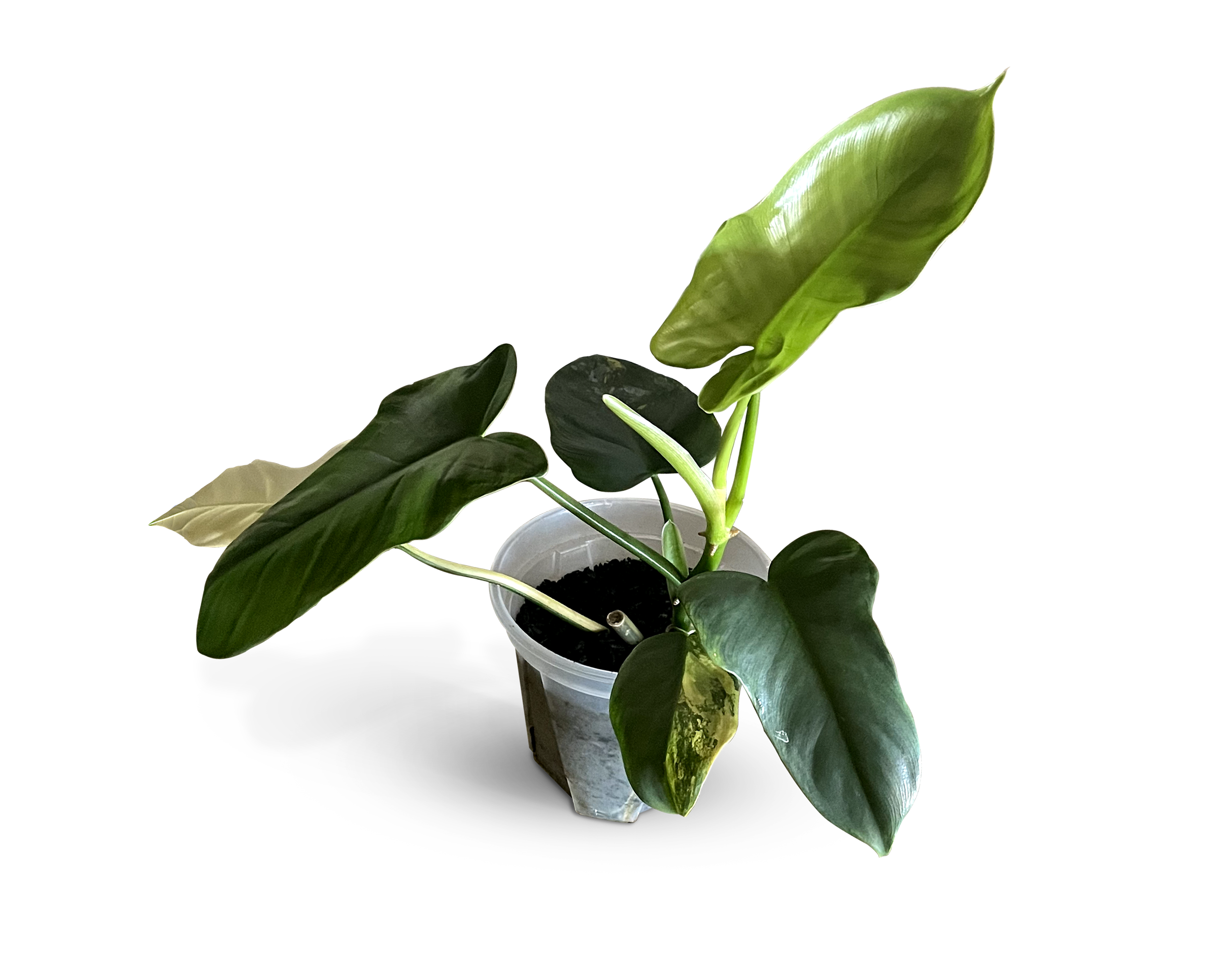 Cutting in Mother