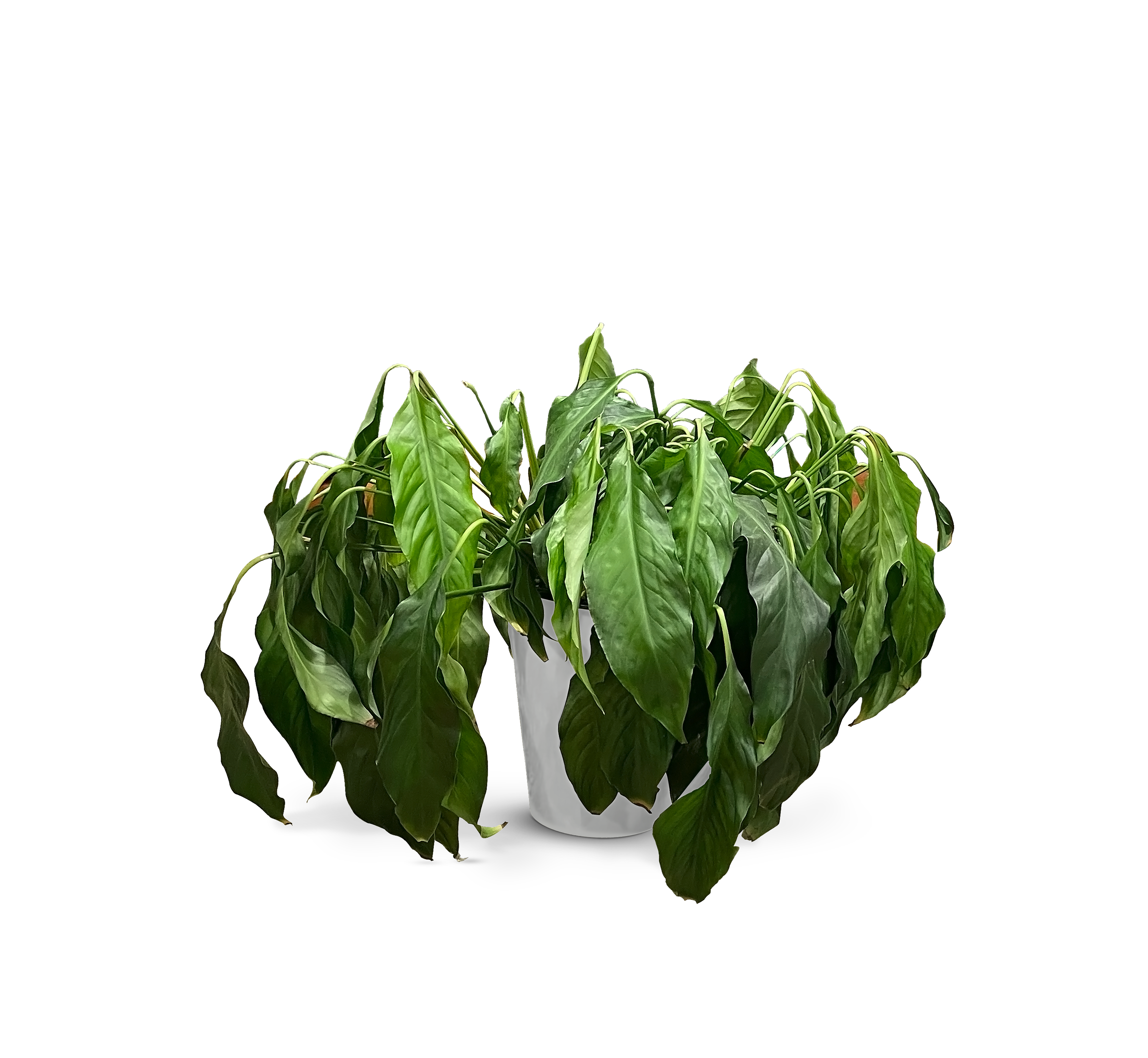 Peace lily in big-box potting mix, wilted