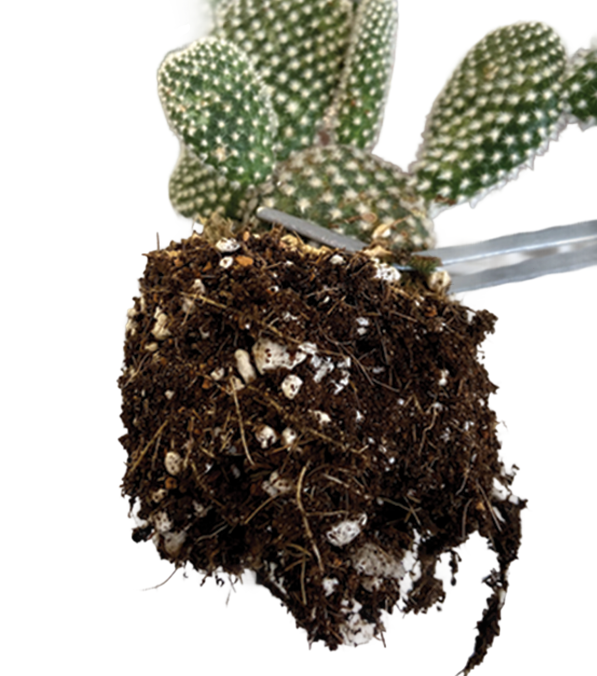 Sparse root ball — Opuntia in standard succulent mix