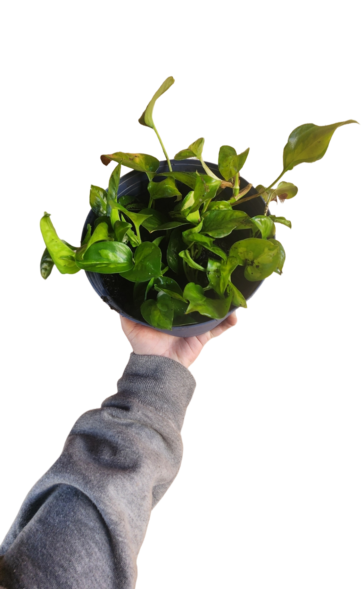 Before — Epipremnum aureum, sparse and yellowing