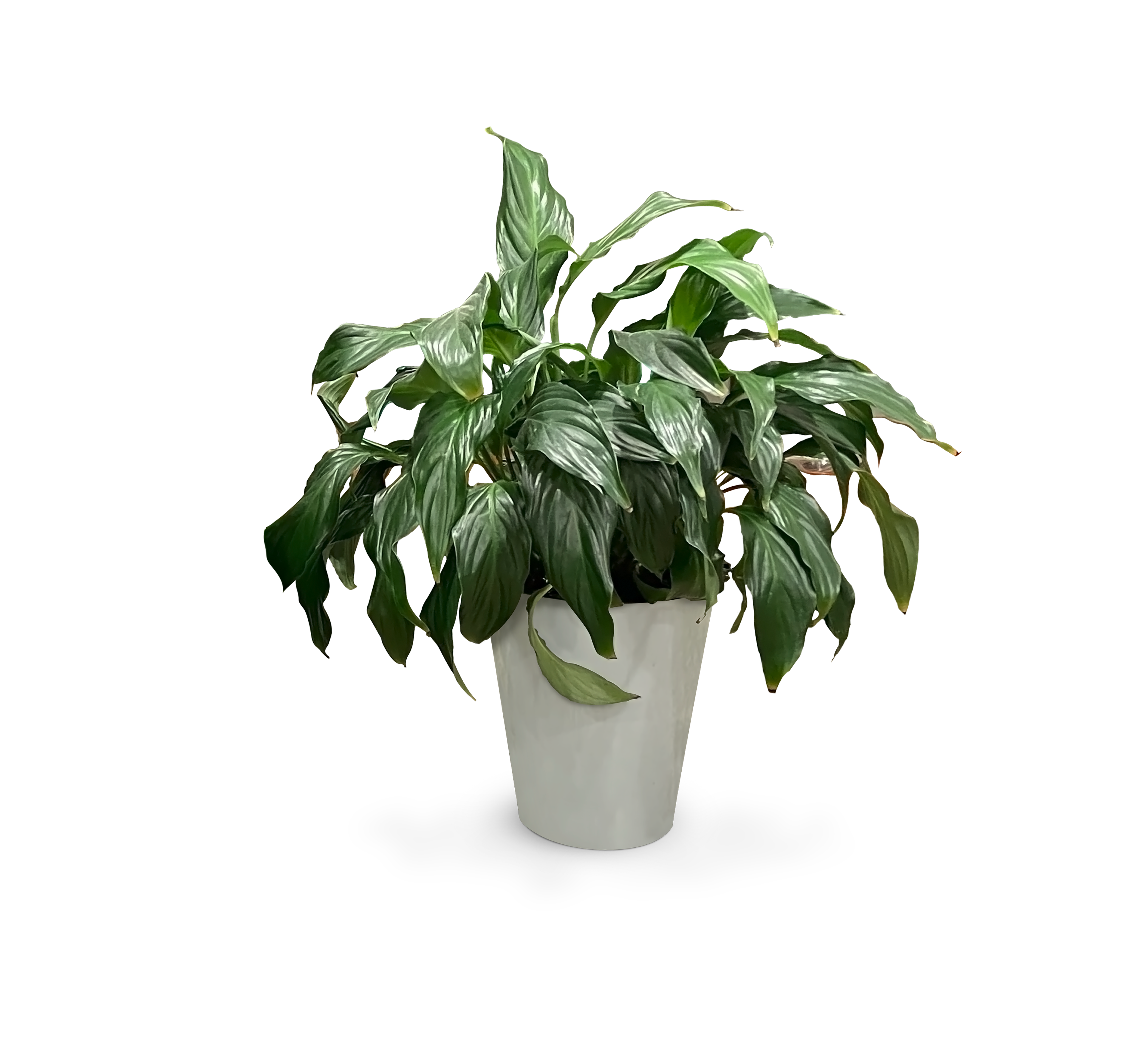 Peace lily in Mother, upright and healthy