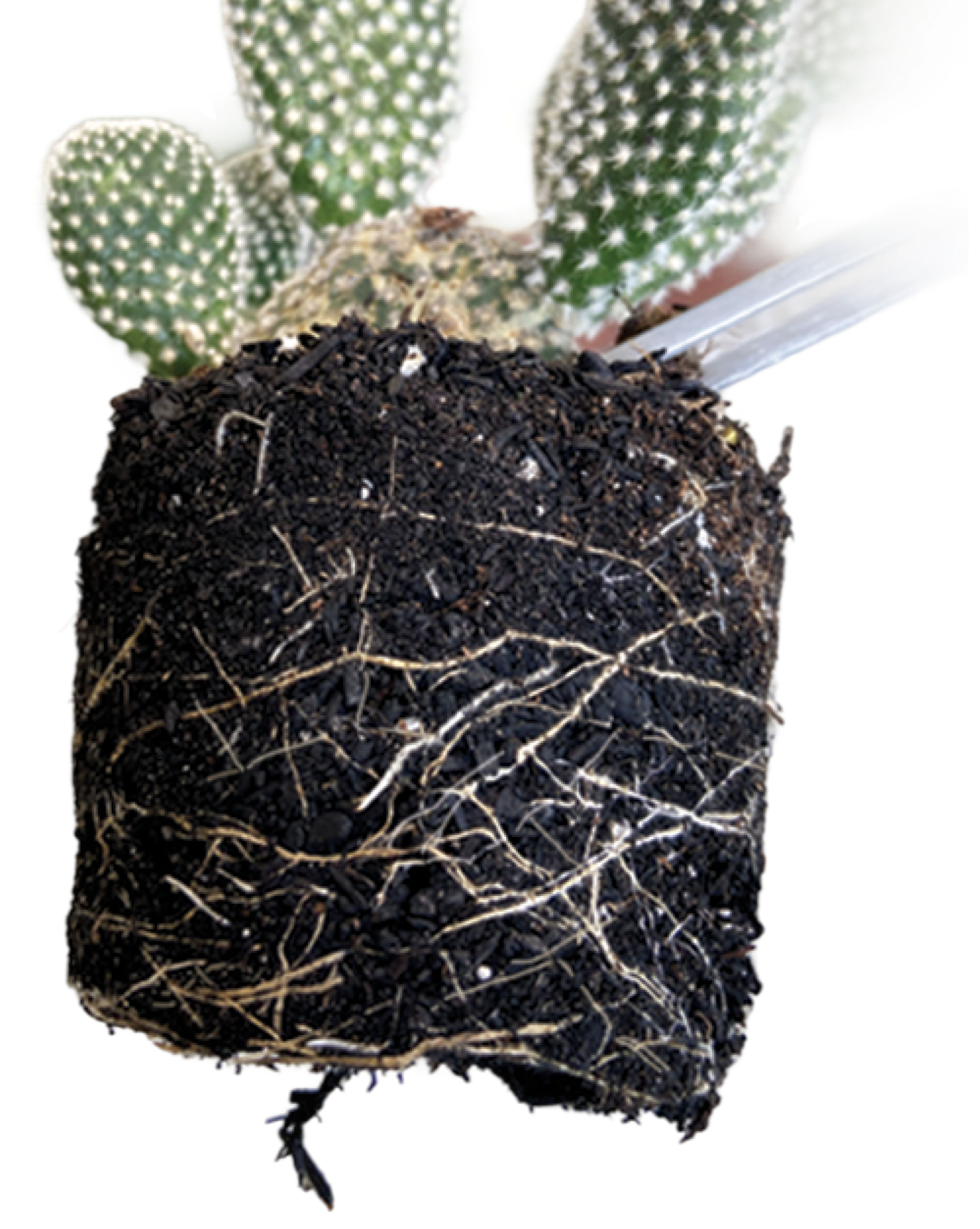Dense white root web — Opuntia in Mother