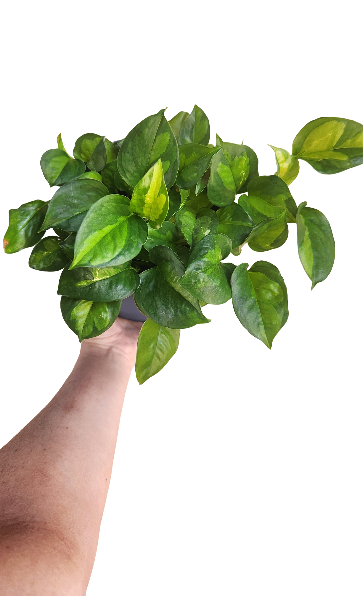 After — Epipremnum aureum, full and variegated