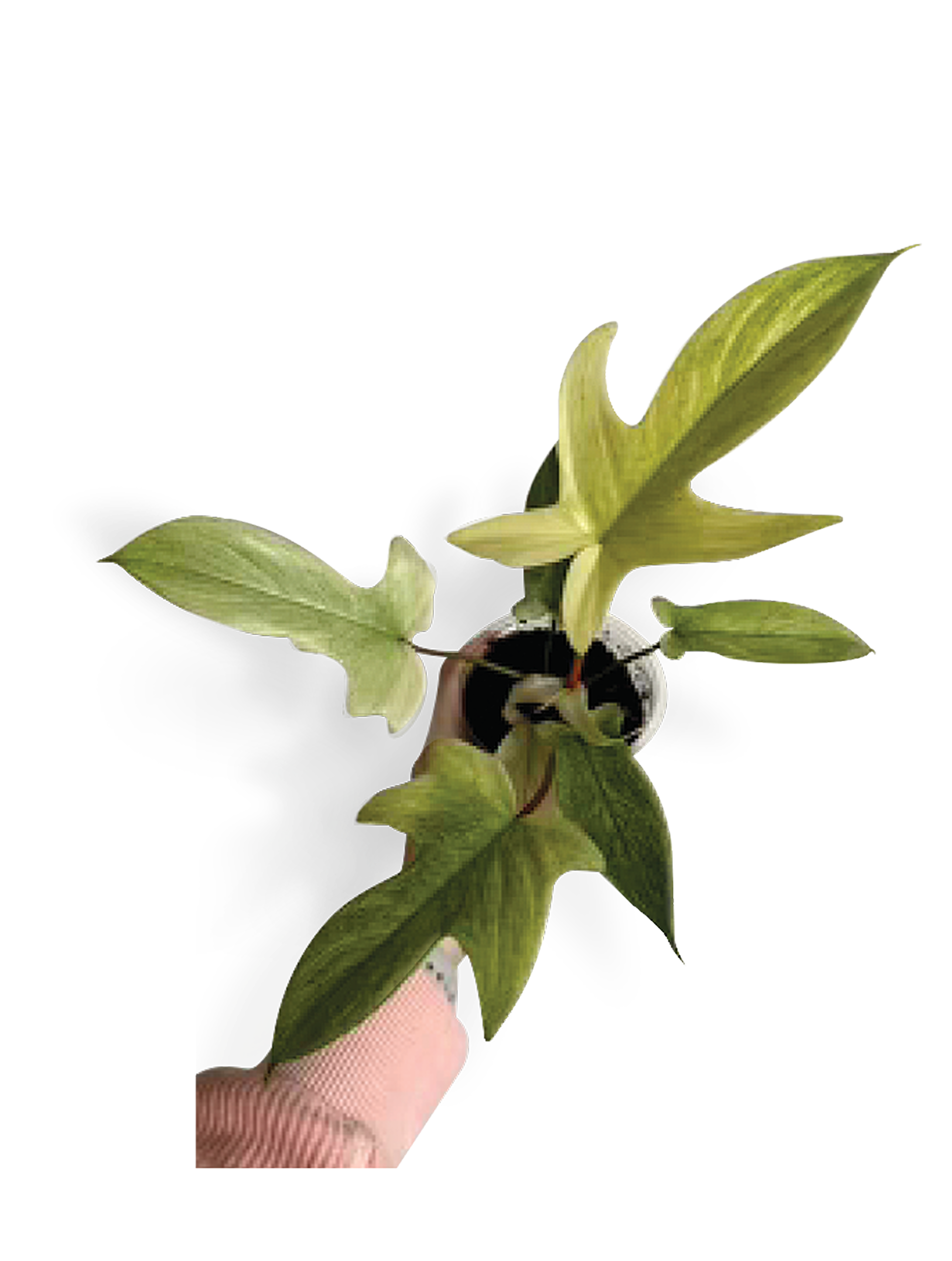 Florida Ghost — three mature ghost-finger leaves